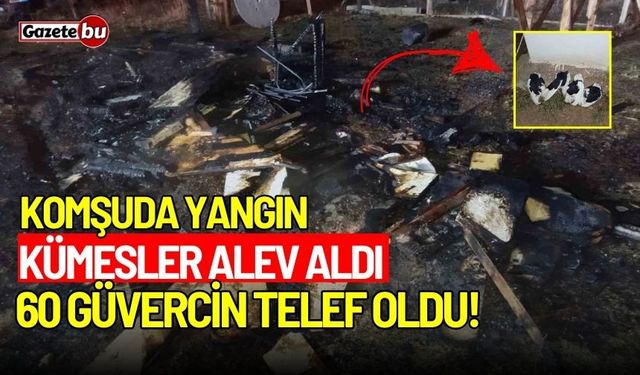 Güvercin kulübeleri alev aldı: 60 güvercin telef oldu!