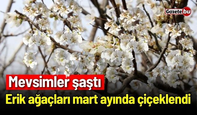 Mevsimler şaştı! Erik ağaçları mart ayında çiçeklendi