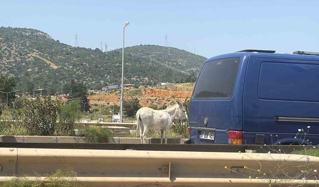 Muğla’da Karayoluna Çıkan İki Eşek Trafiği Felç Etti