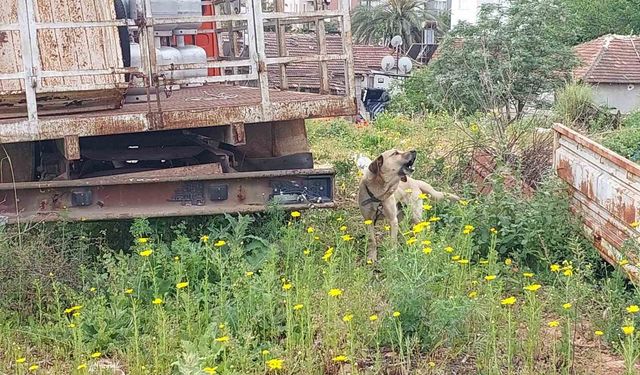 Kamyona zincirlenen köpek polis tarafından kurtarıldı