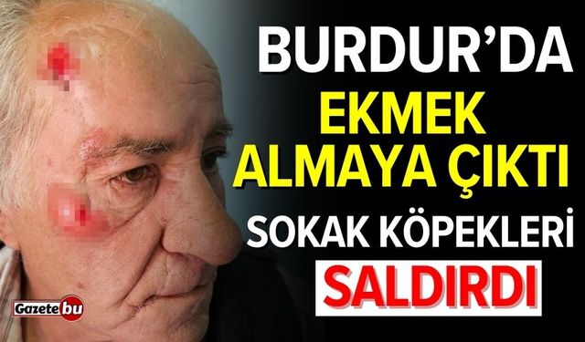 Burdur'da ekmek almaya çıktı: Sokak köpekleri saldırdı