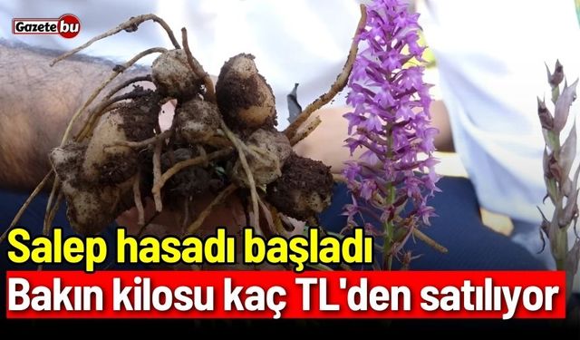 Salep hasadı başladı: Bakın kilosu kaç TL'den satılıyor