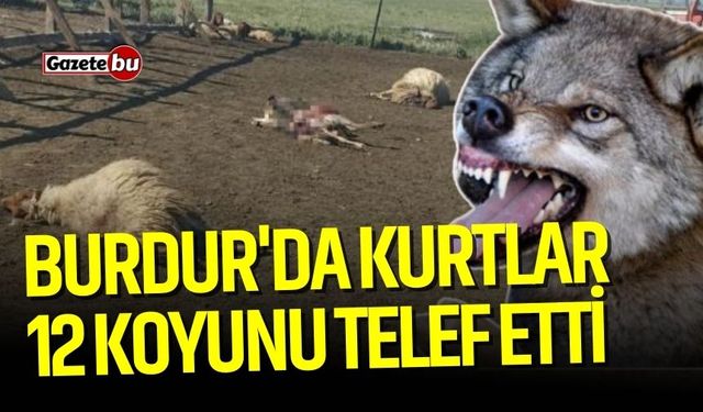 Burdur'da kurtlar 12 koyunu telef etti 20'sini yaraladı