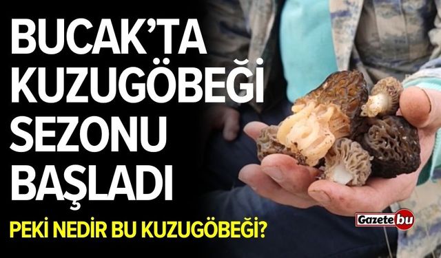 Bucak’ta kuzugöbeği sezonu başladı: Peki nedir bu meşhur mantar?