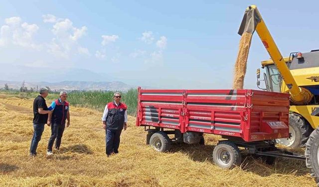 Denizli’de buğday hasadı başladı