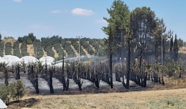 Antalya'da yangın: Palmiye ağaçları küle döndü
