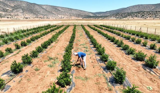 Tarım yapılamayan ilçe arıtma suyuyla yeşerdi