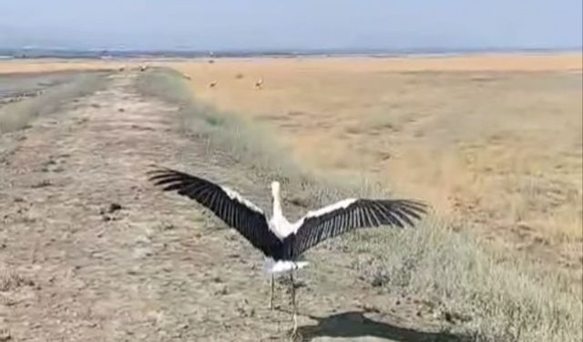 Yuvadan düşen leylek tedavisinin ardından doğaya salındı