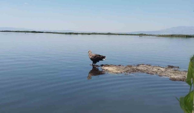 Nesli tehlike altındaki Ak Kuyruklu Kartal, Denizli’de görüldü
