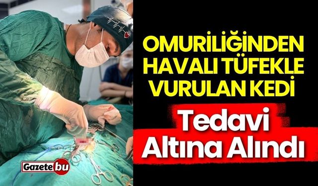Omuriliğinden havalı tüfekle vurulan kedi tedavi altına alındı