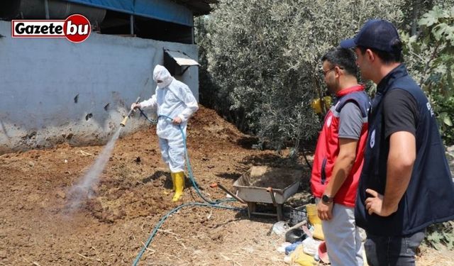 Hatay’da Akdeniz meyve sineğiyle mücadele sürüyor