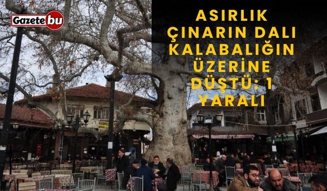 Asırlık çınarın dalı kalabalığın üzerine düştü: 1 yaralı