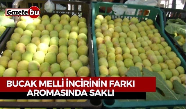 Bucak Melli İncirinin Farkı Aromasında Saklı