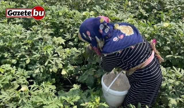 Osmaniye’de doğa ve hayvan sevgisi aynı toprakta filizleniyor