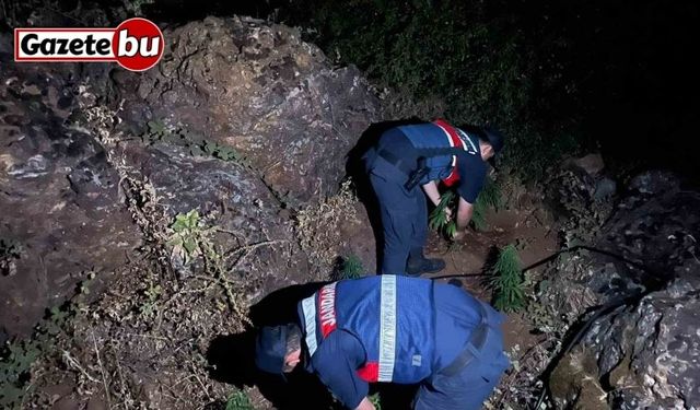 Gördes’te 167 kök Hint keneviri ele geçirildi