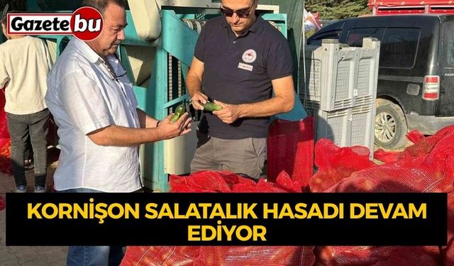 Kornişon salatalık hasadı devam ediyor