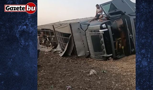Siverek’te büyükbaş hayvan yüklü tır devrildi