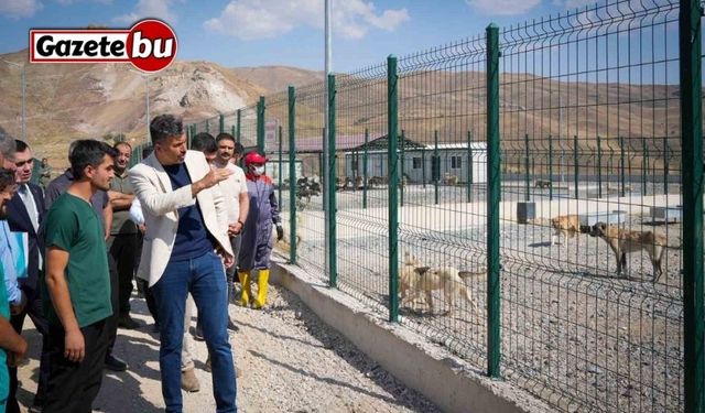 Vali Çelik: "Sokak hayvanları için güvenli, sağlıklı yaşam alanları oluşturuyoruz"