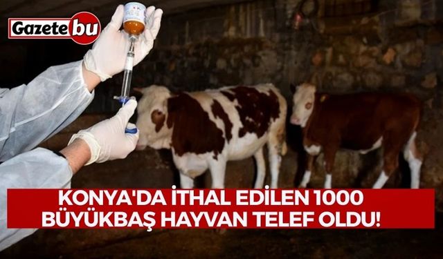 Konya'da ithal edilen 1000 büyükbaş hayvan telef oldu!