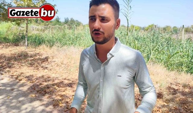 Çukurova Üniversitesi yerleşkesine domuzlar girdi, vatandaş havlayarak kovaladı