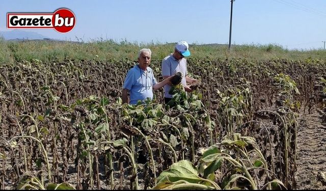 Söke’de ayçiçeği veriminin geçmiş yılları geride bırakması bekleniyor