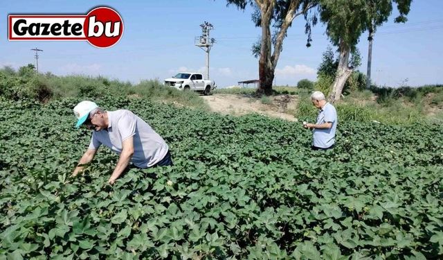 Söke’de pamuk tarlalarındaki verim umut veriyor