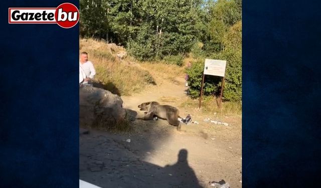 Kucağında bebekle ayı saldırısına uğradı
