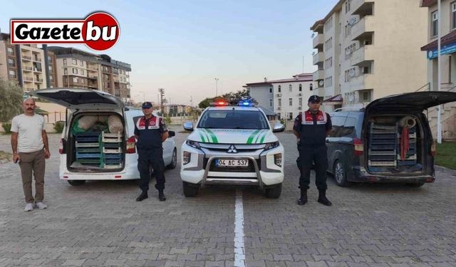 Doğubayazıt’ta kaçak kurbağa avcılığına jandarma operasyonu