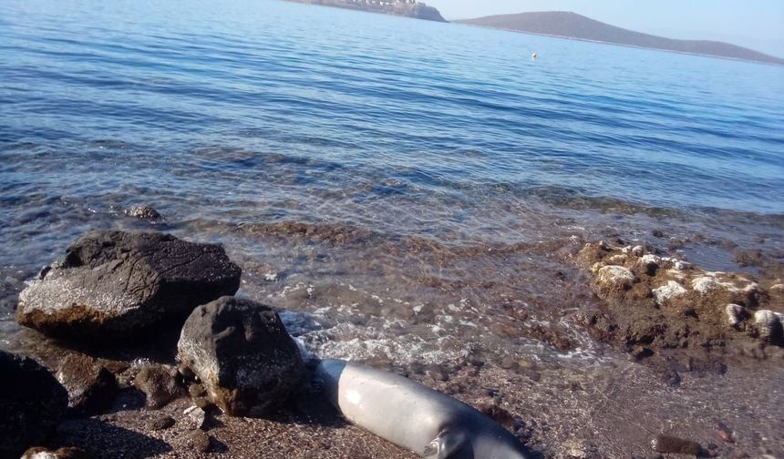 Bodrum’da Yavru Akdeniz Foku Ölü Olarak Kıyıya Vurdu