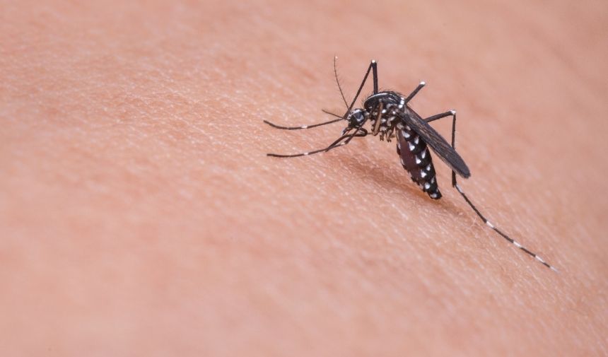 Evde Doğal Sivrisinek Kovucu Nasıl Yapılır (2)