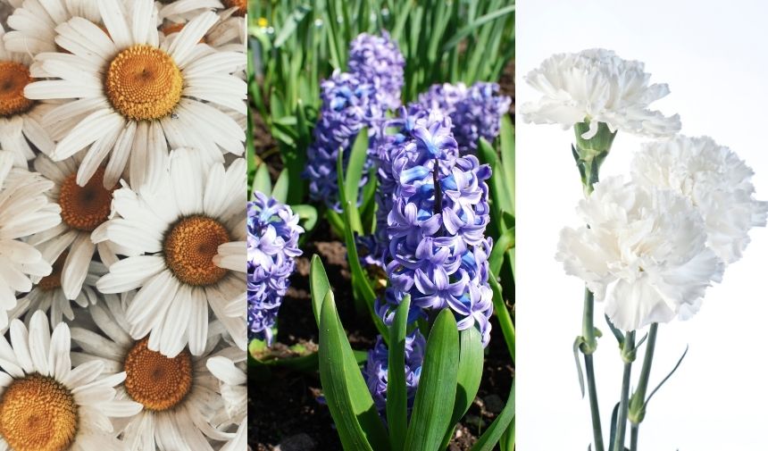 İlkbaharda Evinizi Bu Çiçeklerle Güzelleştirin (3)