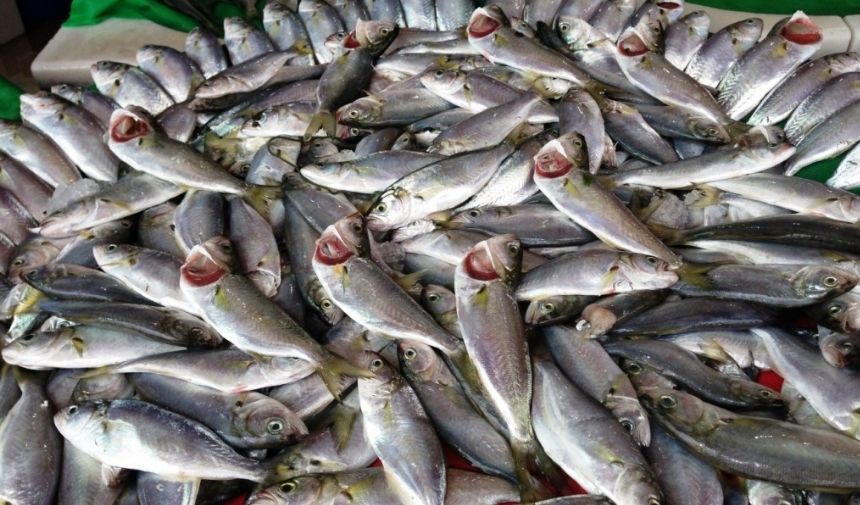 Çinekop Balığı Temizleme ve Ayıklama Yöntemleri (1)