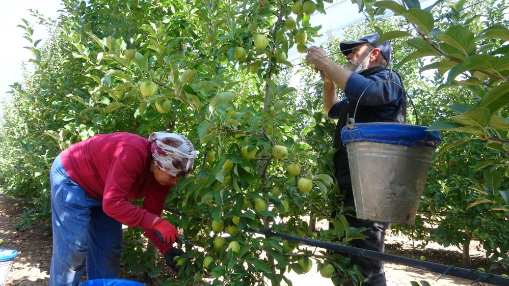 Isparta'da Elma Hasadı Başladı, 1 Milyon 250 Bin Ton Rekolte Bekleniyor