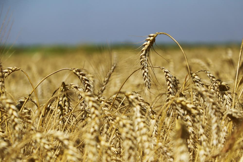 Buğdayda Hasat Yaklaştı, Fiyat Bekleniyor (2)