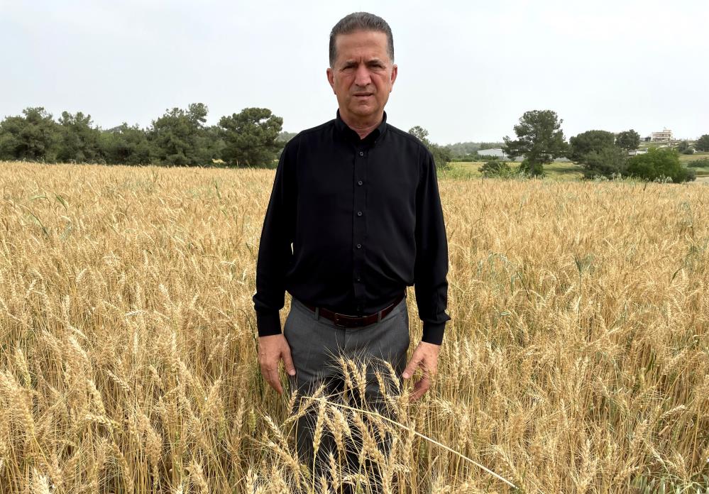 Buğdayda Hasat Yaklaştı, Fiyat Bekleniyor (3)