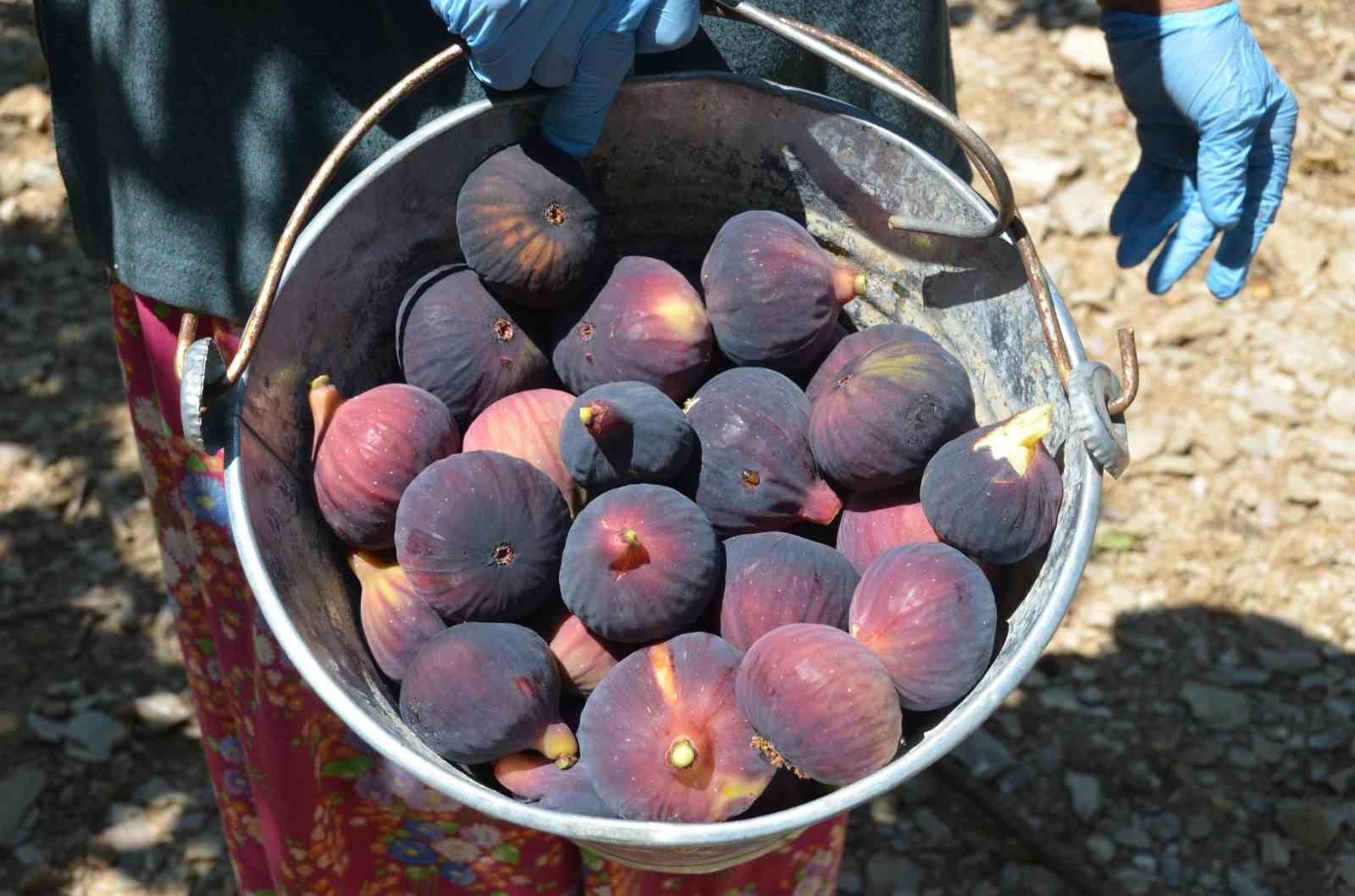 siyah incir hasadı