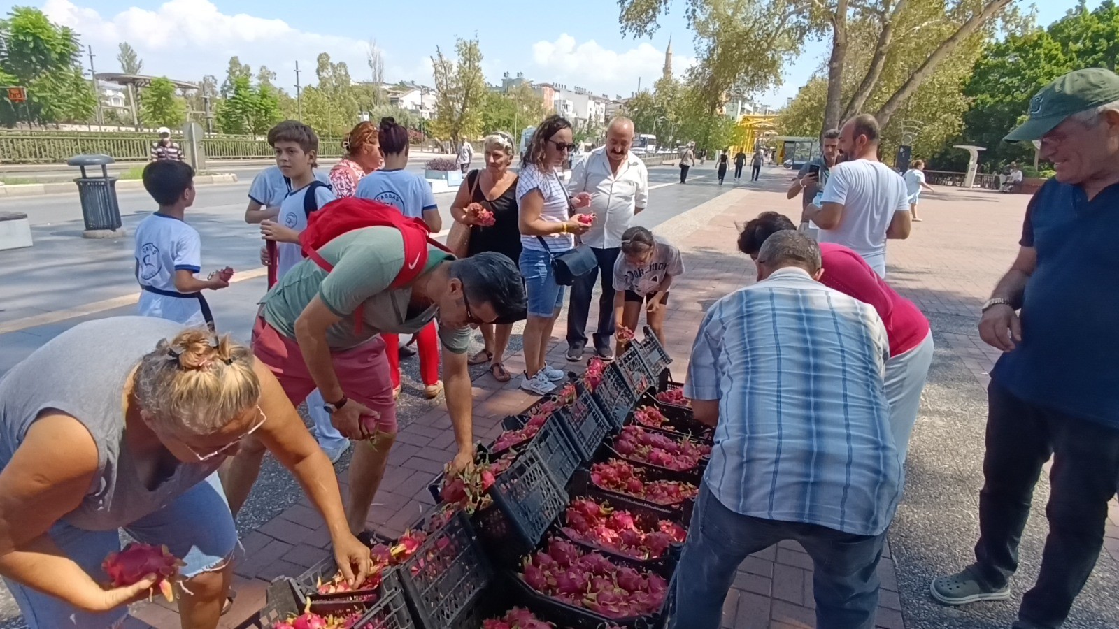 Aracılara Kızan Üretici Ejder Meyvesini Bedava Dağıttı (1)