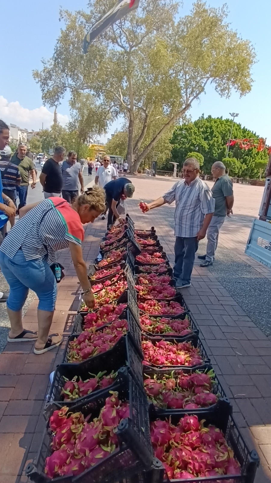 Aracılara Kızan Üretici Ejder Meyvesini Bedava Dağıttı (9)