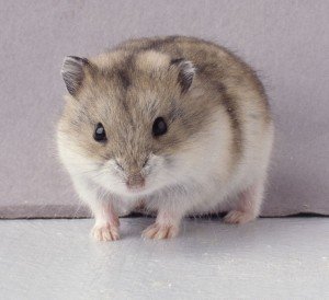 Cüce Rus Hamster