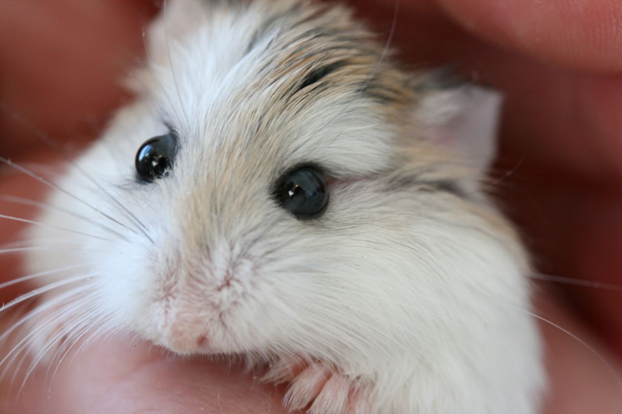 Roborovski Hamster Fiyatı