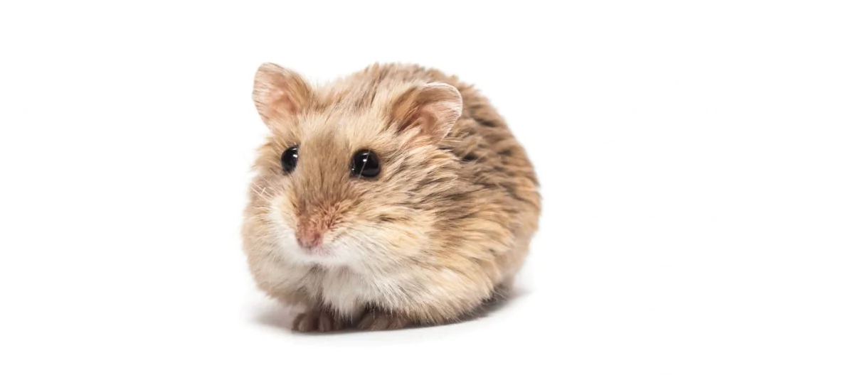 Gonzales Hamster 4334