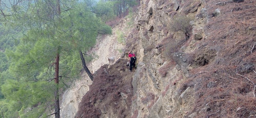 Dağda Mahsur Kalan Keçilerin Yardımına Jandarma Koştu