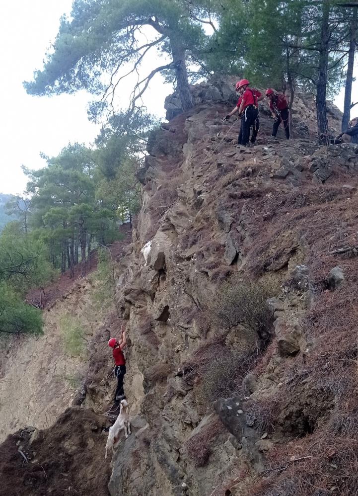 Dağda Mahsur Kalan Keçilerin Yardımına Jandarma Koştu