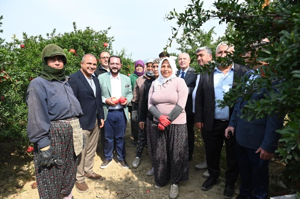 Denizli'de nar hasadı başladı