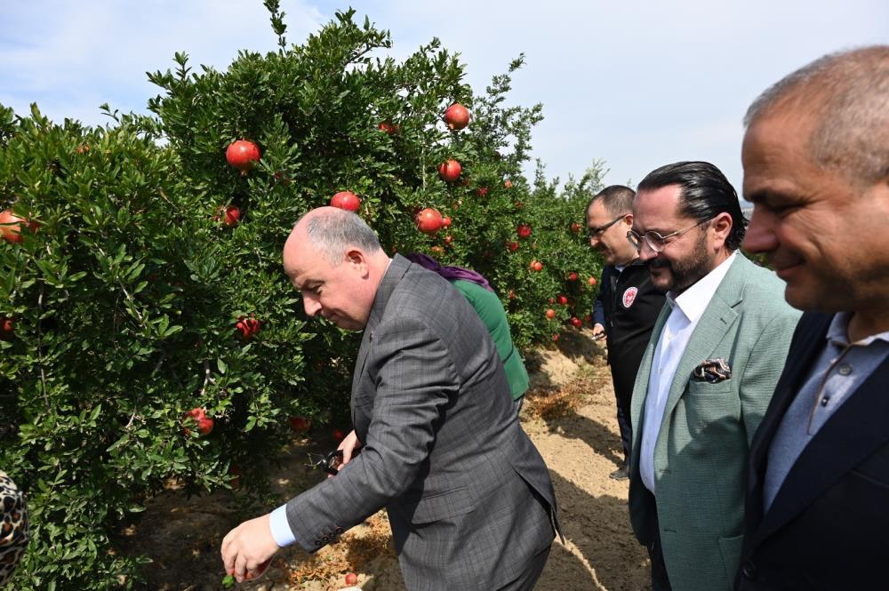 Denizli'de nar hasadı başladı