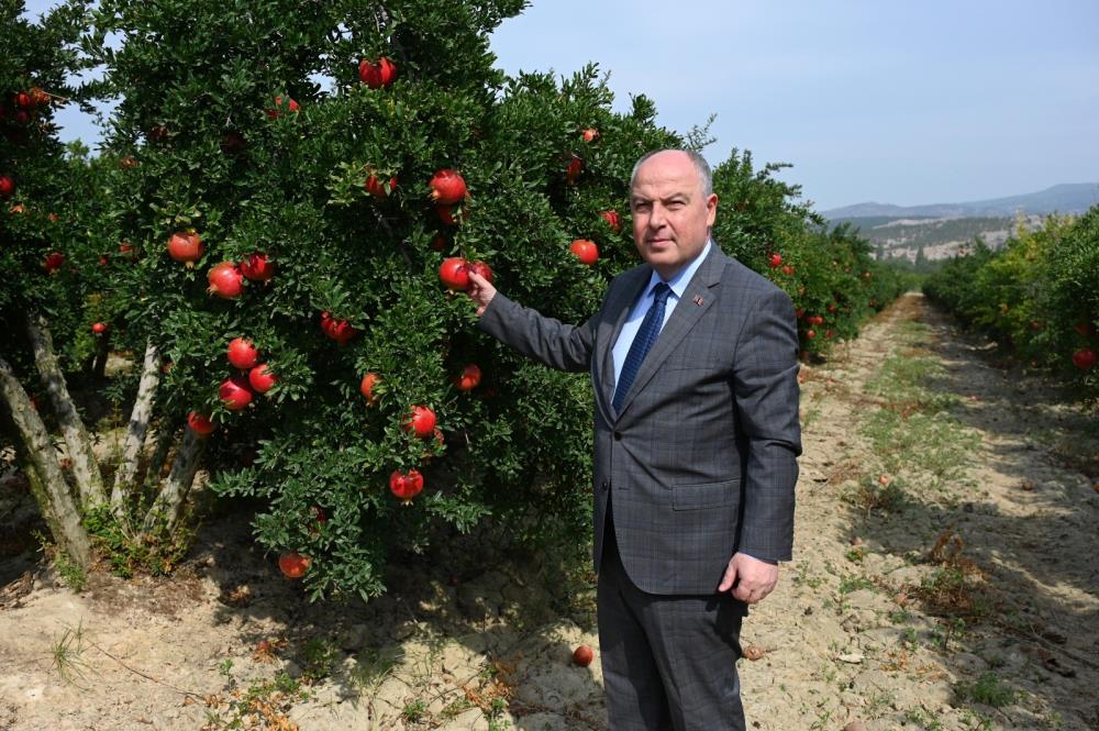 Denizli'de nar hasadı başladı