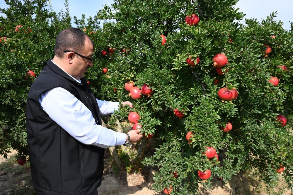 Denizli'de nar hasadı başladı