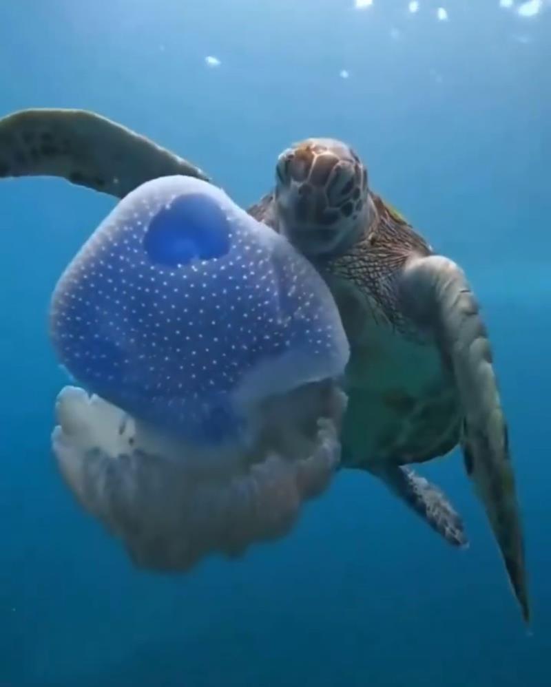 Caretta Caretta’ların Deniz Anası Zannedip Yediği Plastik