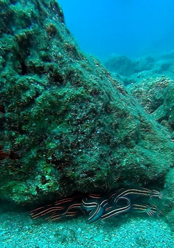 Antalya'da İlk Kez Zehirli Çizgili Kedi Balığı Göründü