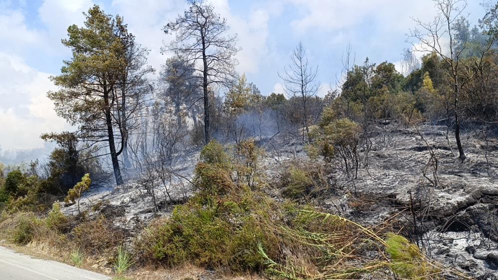 Antalya’da Tarım Arazisi Yandı, 3 Sera Zarar Gördü